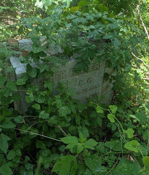 An old tombstone overgrown with bushes in a Texas cemetery before restoration.