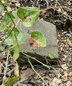 Grave Care: Before and After / image 292350